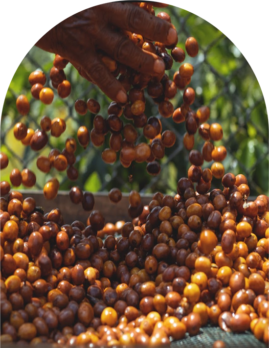 Cafe-Bola-de-Oro-intro-6