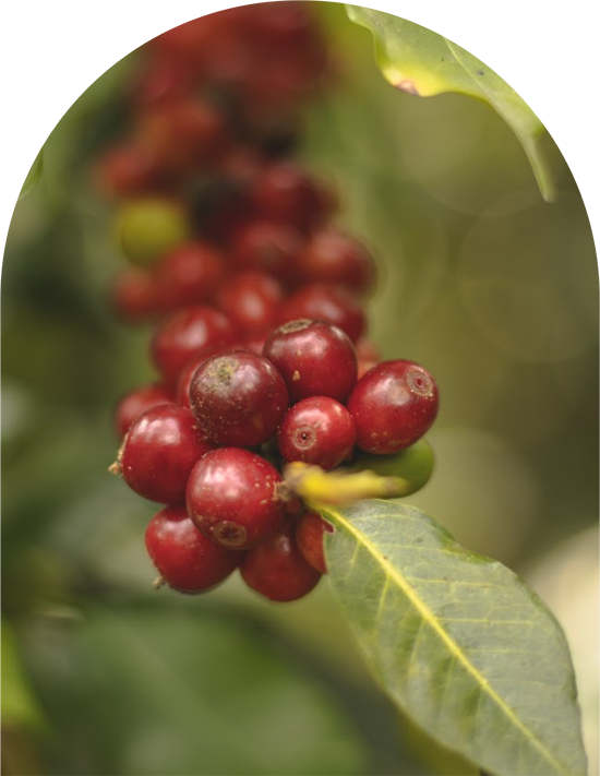 Cafe-Bola-de-Oro-intro-7