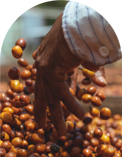 Cafe-Bola-de-oro-nosotros-5